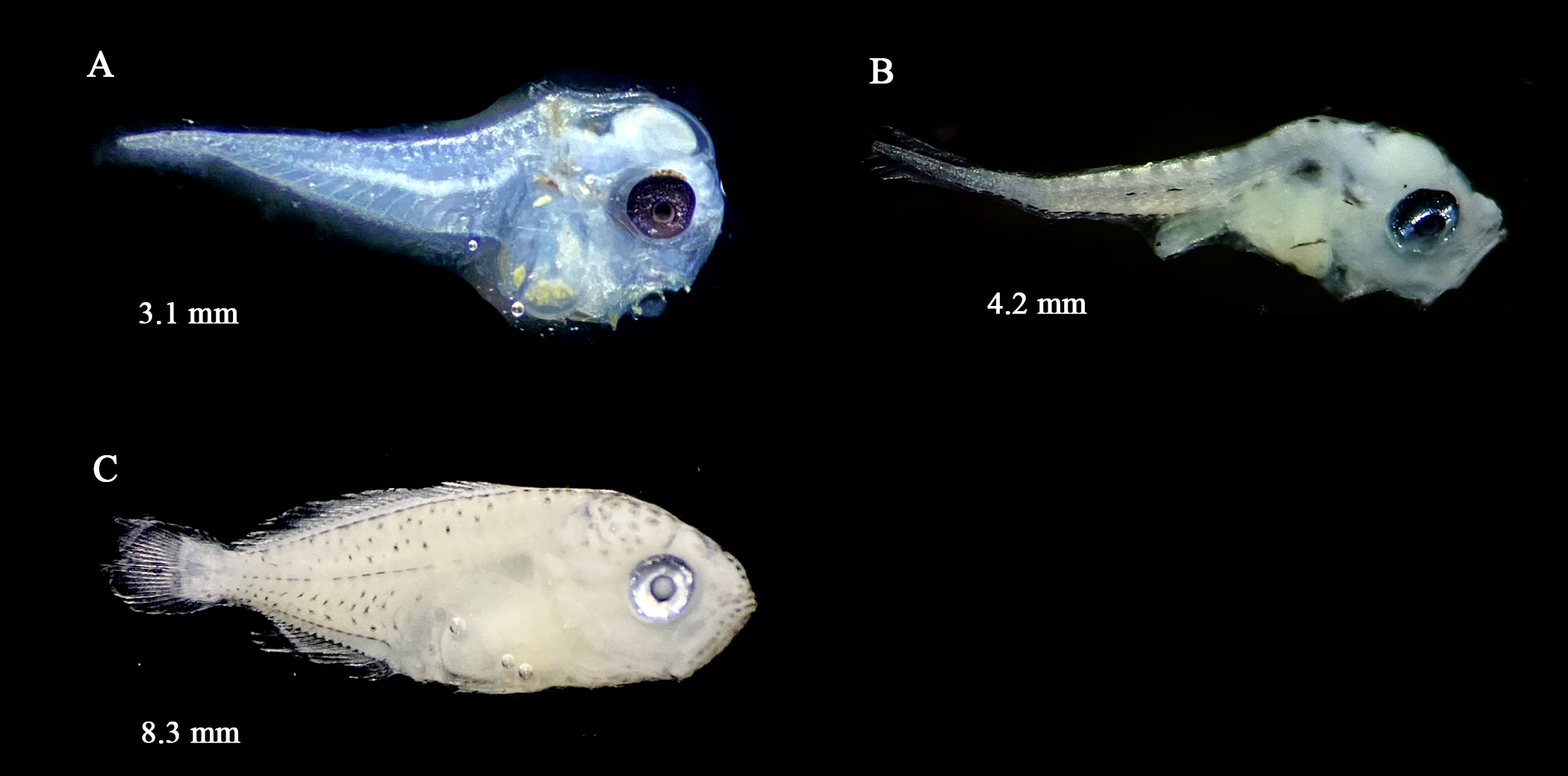 Alepes djedaba — developmental stages
