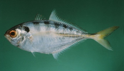 Alepes kleinii — adult
