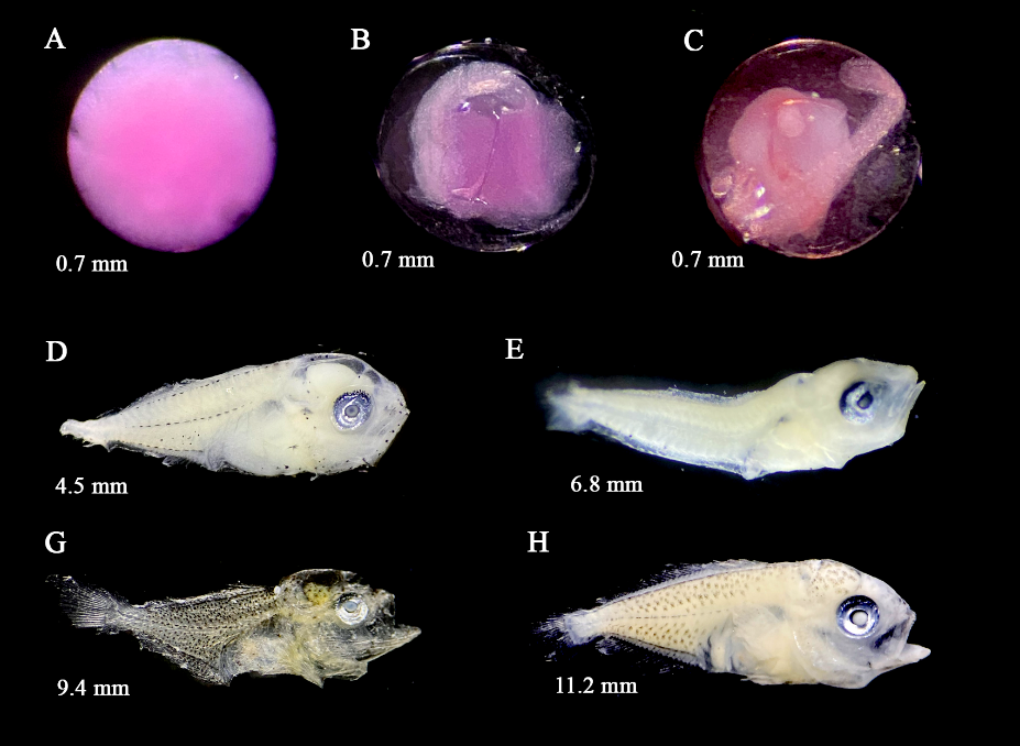 Alepes kleinii — developmental stages