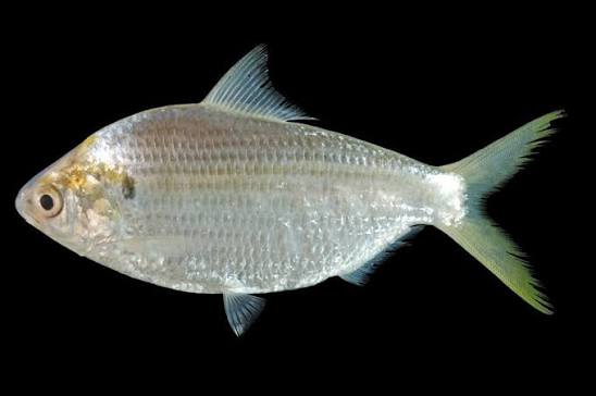 Anodontostoma chacunda — adult