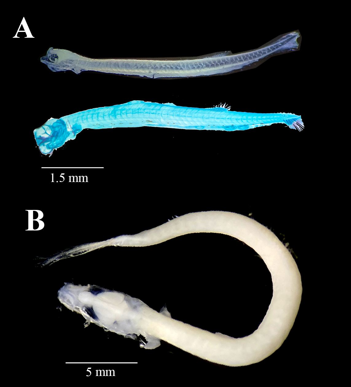 Anodontostoma chacunda — developmental stages