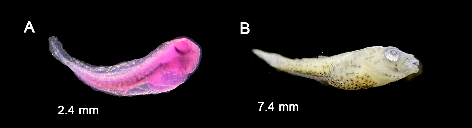 Callionymus meridionalis — developmental stages