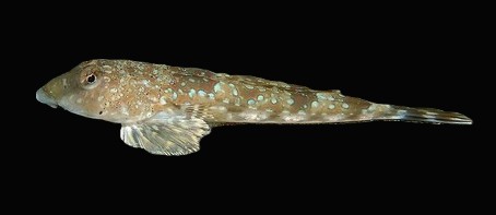 Callionymus schaapii — adult
