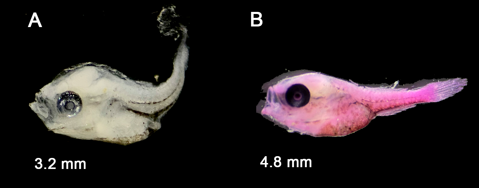 Callionymus schaapii — developmental stages