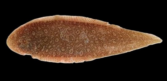 Cynoglossus bilineatus — adult
