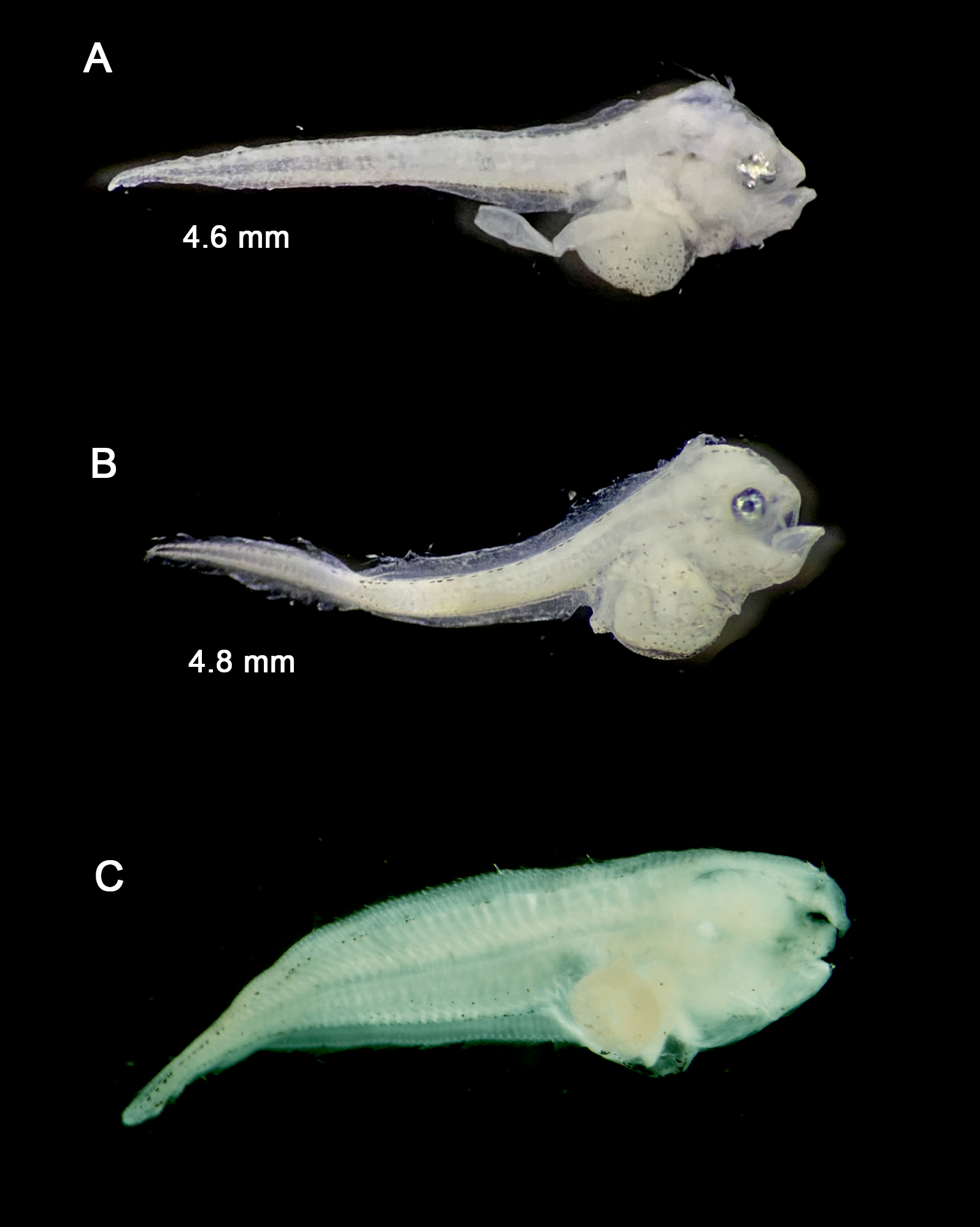 Cynoglossus bilineatus — developmental stages