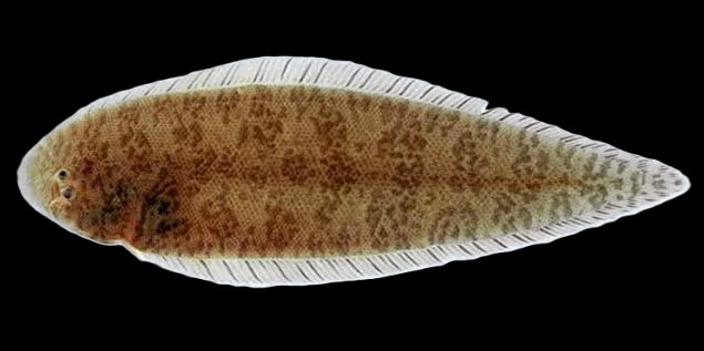 Cynoglossus puncticeps — adult