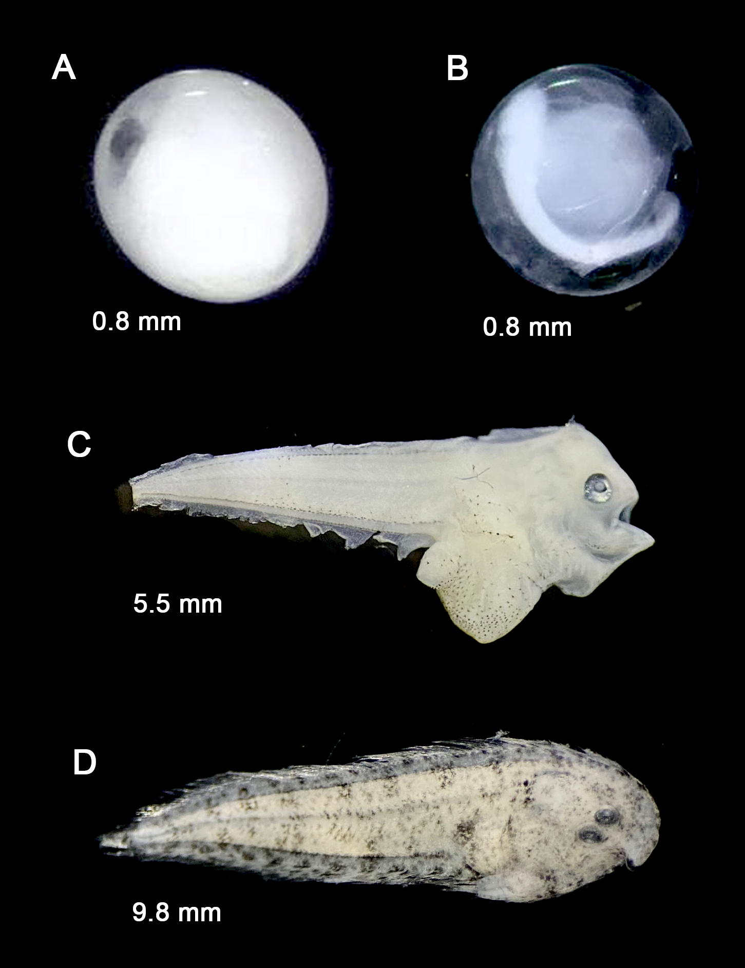 Cynoglossus puncticeps — developmental stages