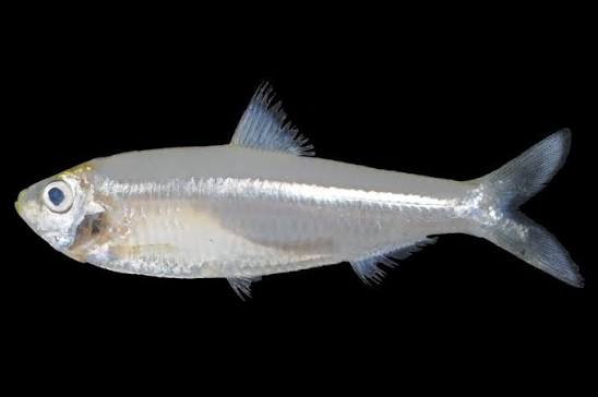 Escualosa thoracata — adult
