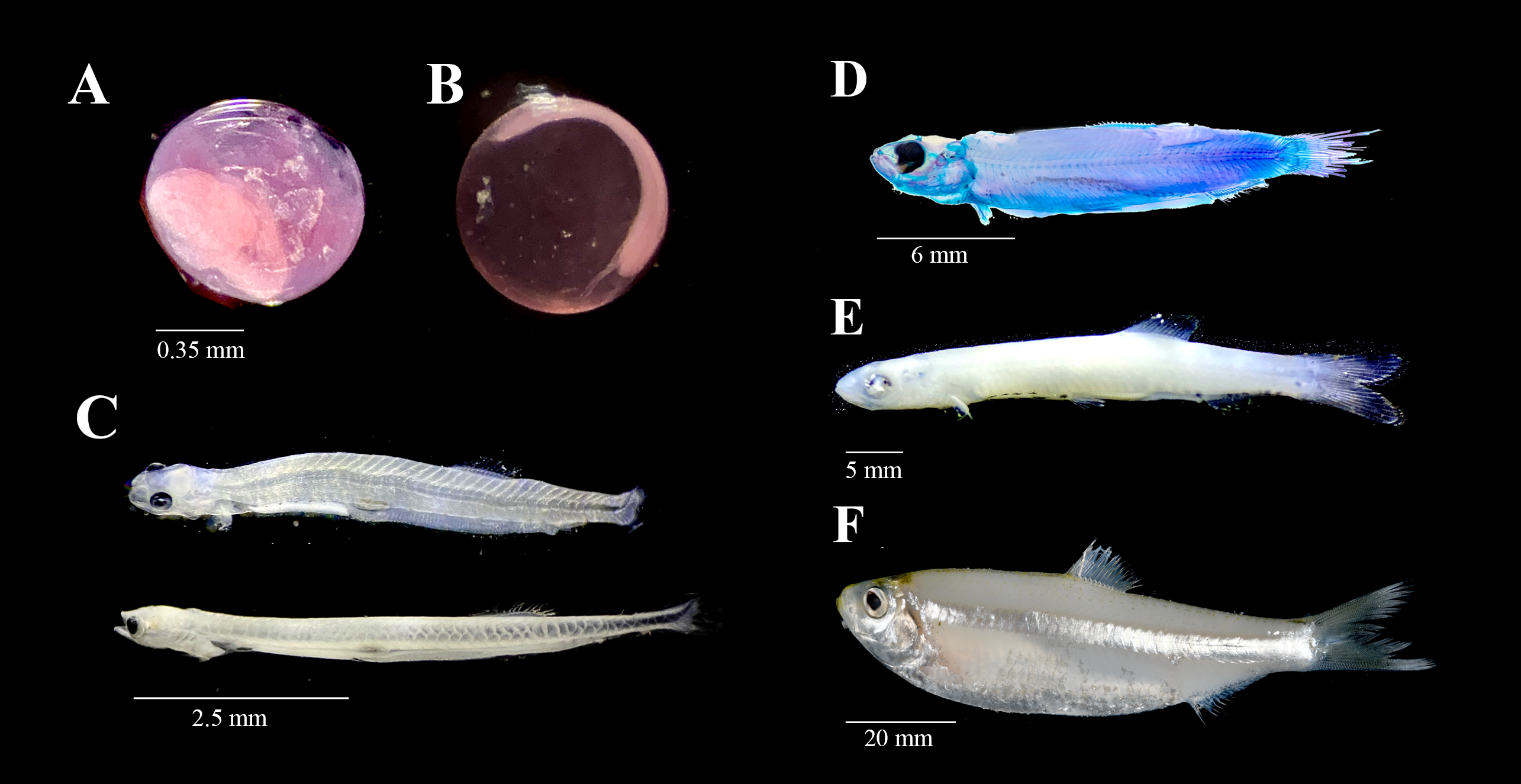 Escualosa thoracata — developmental stages