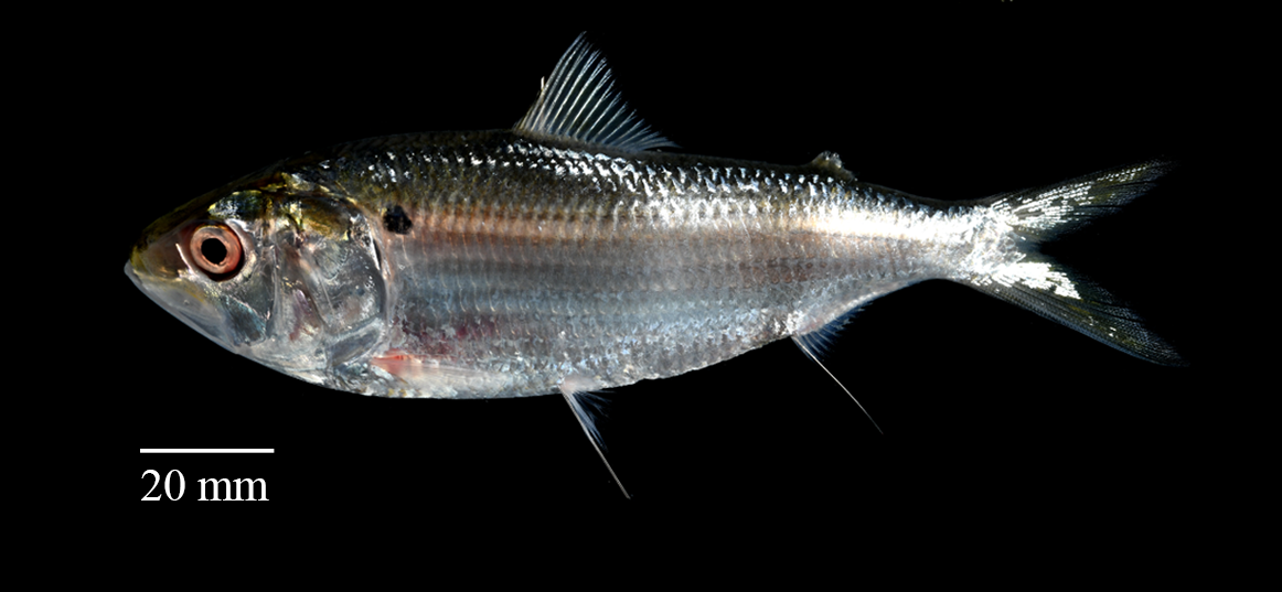 Hilsa kelee — adult