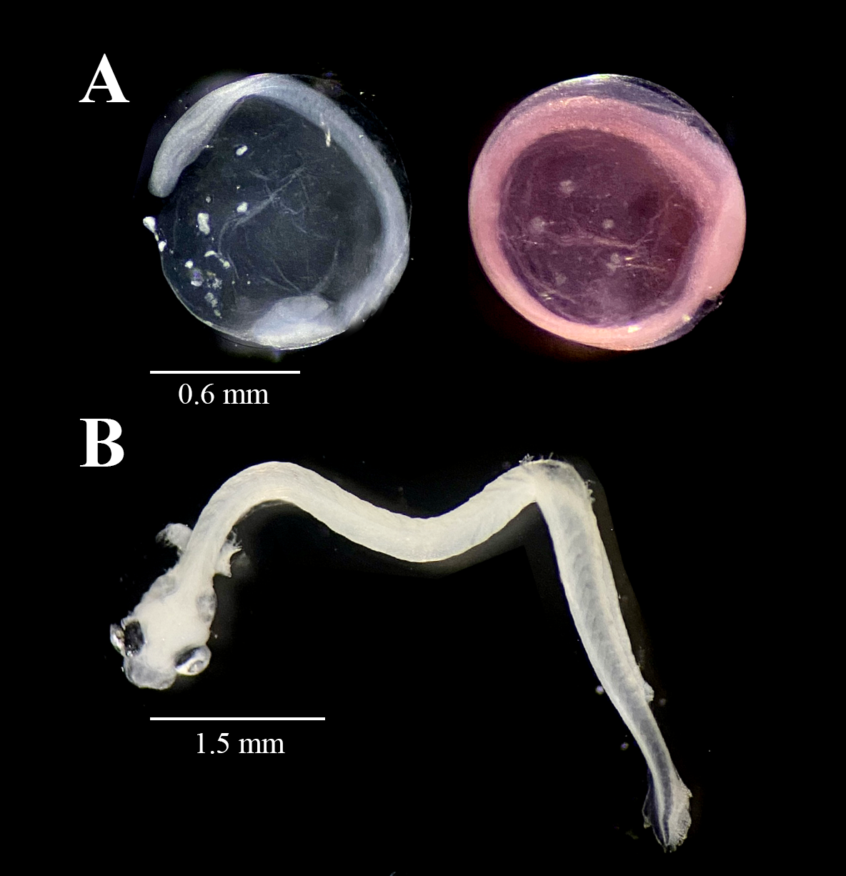 Hilsa kelee — developmental stages