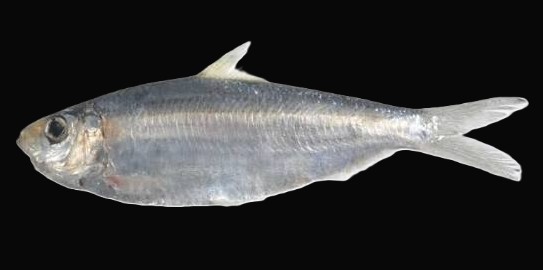 Sardinella fijiensis — adult