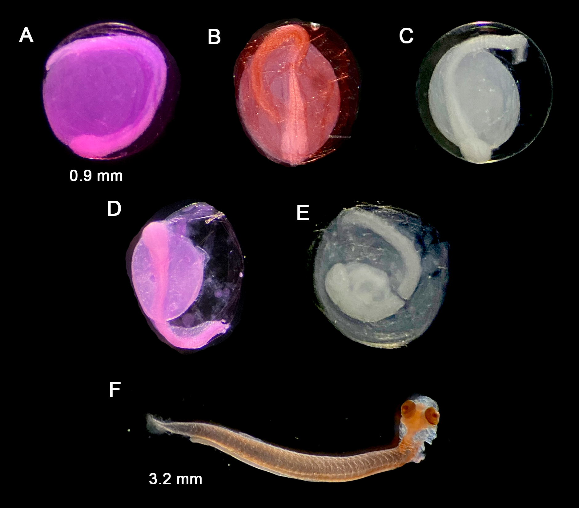 Sardinella fijiensis — developmental stages