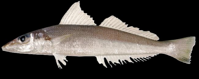 Sillago sihama — adult