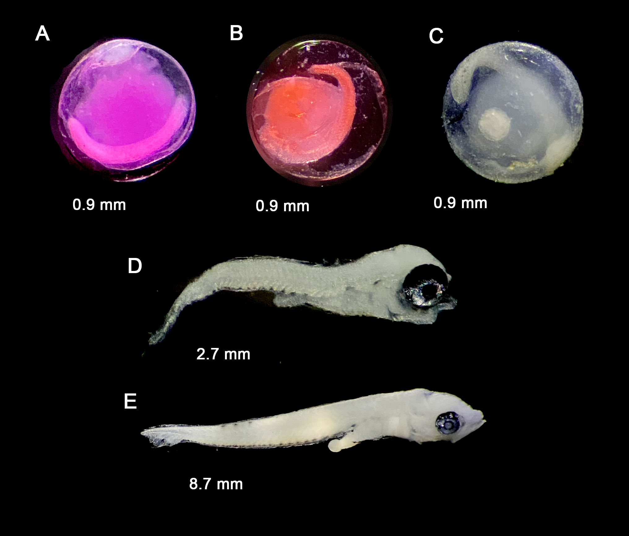 Sillago sihama — developmental stages