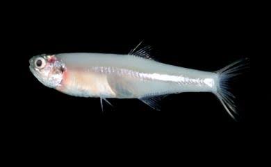 Stolephorus insularis — adult