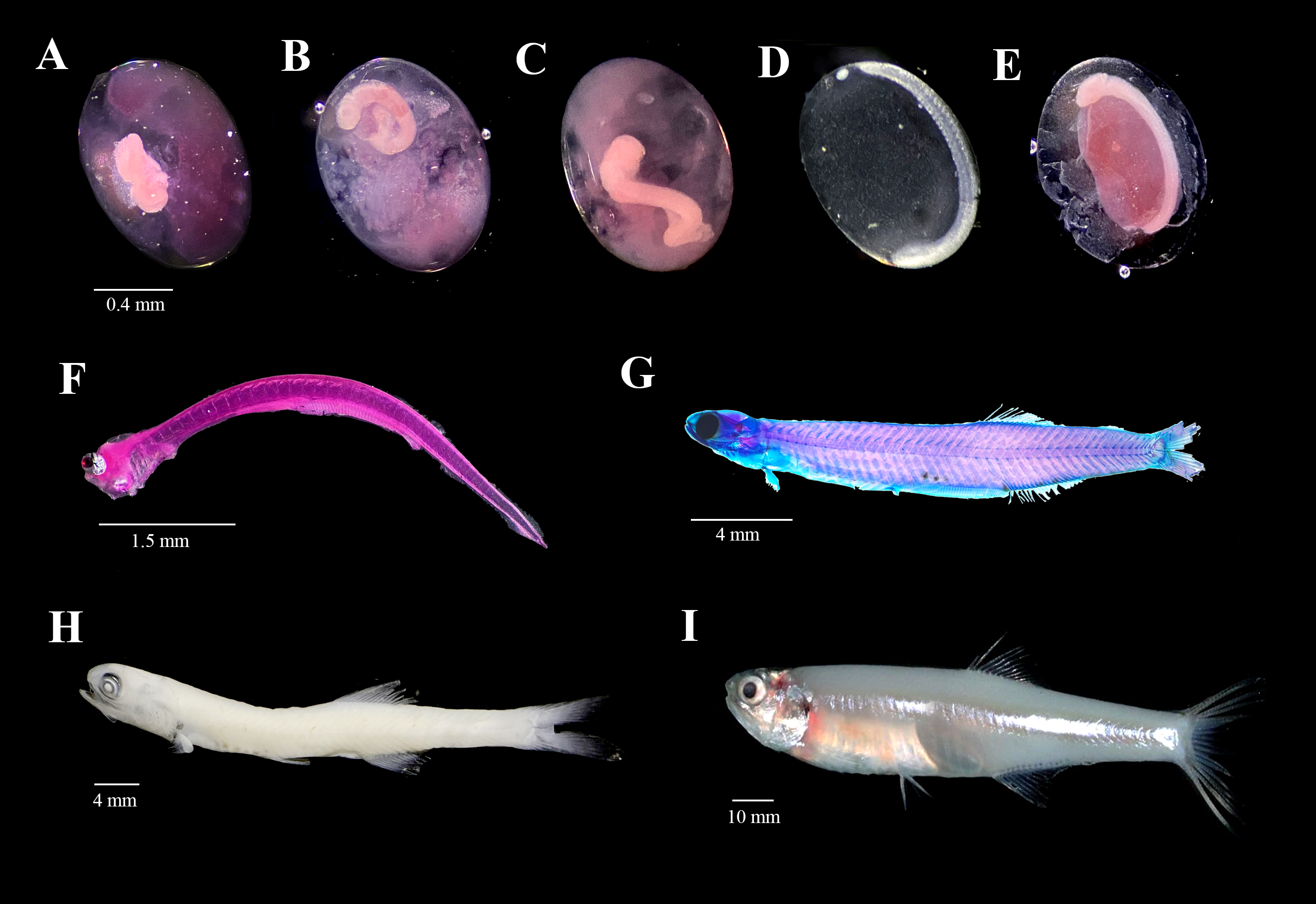 Stolephorus insularis — developmental stages