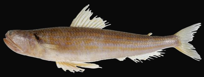 Trachinocephalus myops — adult