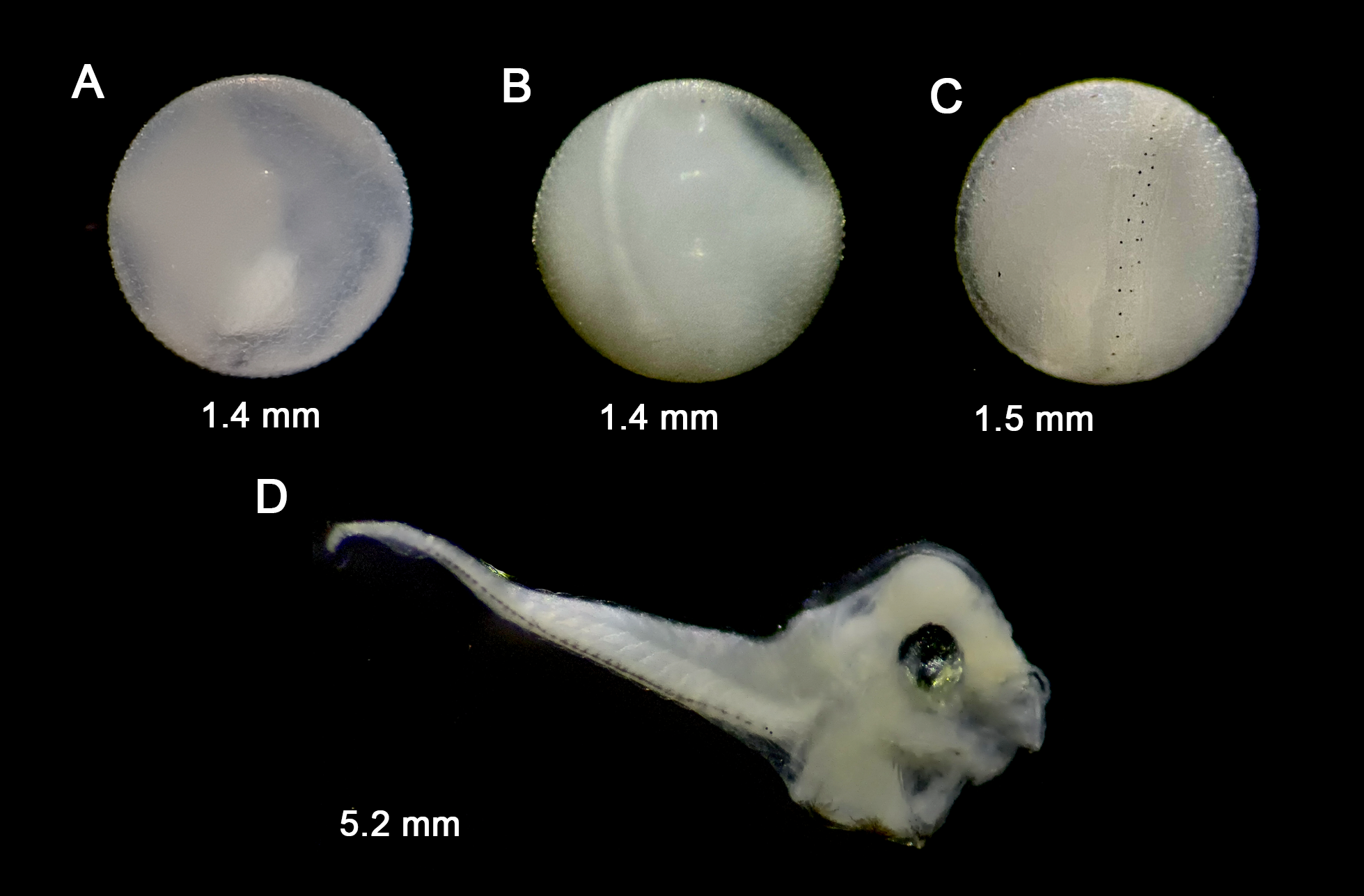 Trachinocephalus myops — developmental stages